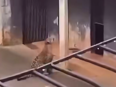 Cena impressionante: onça-pintada tem atitude inesperada e assusta visitantes em zoológico de Brasília; VEJA VÍDEO