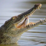 Israel cerca prisão de segurança máxima com fosso de crocodilos