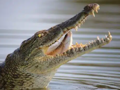Israel cerca prisão de segurança máxima com fosso de crocodilos