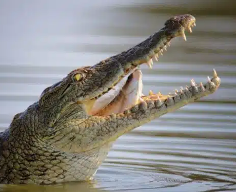 No momento, você está visualizando Israel cerca prisão de segurança máxima com fosso de crocodilos