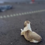 FIEL ATÉ O FIM: Tutora é atr0pelada e atitude de seu cachorro comove a internet; VEJA VÍDEO