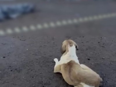 FIEL ATÉ O FIM: Tutora é atr0pelada e atitude de seu cachorro comove a internet; VEJA VÍDEO