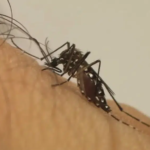 Estudo revela que mosquito da dengue pode aprender a tolerar repelente; entenda o que isso significa