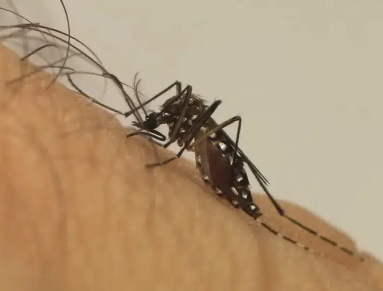 No momento, você está visualizando Estudo revela que mosquito da dengue pode aprender a tolerar repelente; entenda o que isso significa