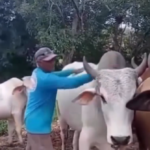 Após brincar com boi e mandar fazer o “L”, e o inesperado acontece; assista