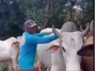Após brincar com boi e mandar fazer o “L”, e o inesperado acontece; assista