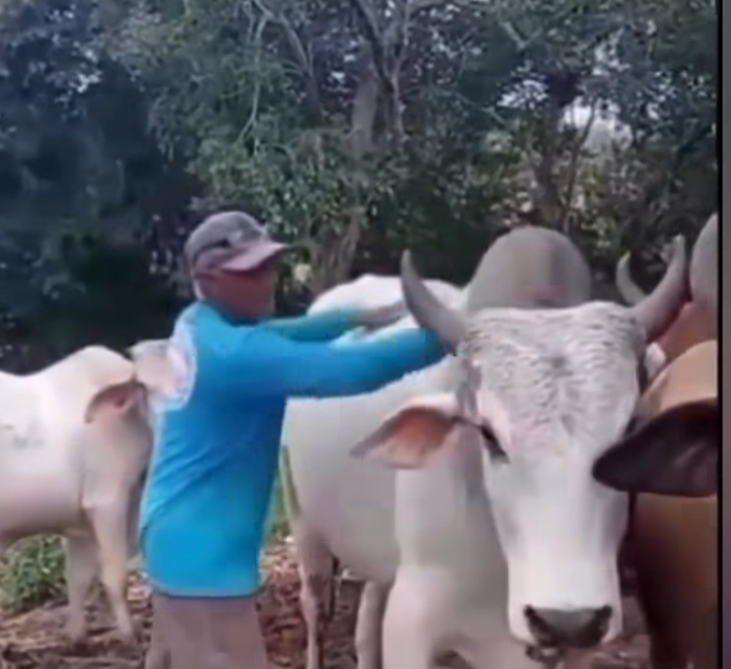 No momento, você está visualizando Após brincar com boi e mandar fazer o “L”, e o inesperado acontece; assista