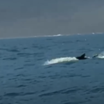 Tubarão ameaçado de extinção dá salto impressionante e surpreende turista em Ilhabela, VEJA VÍDEO