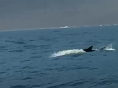 Tubarão ameaçado de extinção dá salto impressionante e surpreende turista em Ilhabela, VEJA VÍDEO
