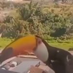 EMOCIONANTE: tucanos visitam pacientes com câncer em hospital, VEJA VÍDEO