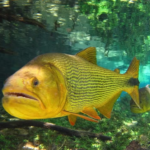 Pescador é multado em mais de R$ 5 mil por capturar espécie proibida em rio, VEJA DETALHES