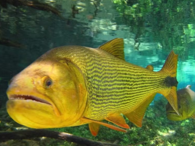 Pescador é multado em mais de R$ 5 mil por capturar espécie proibida em rio, VEJA DETALHES