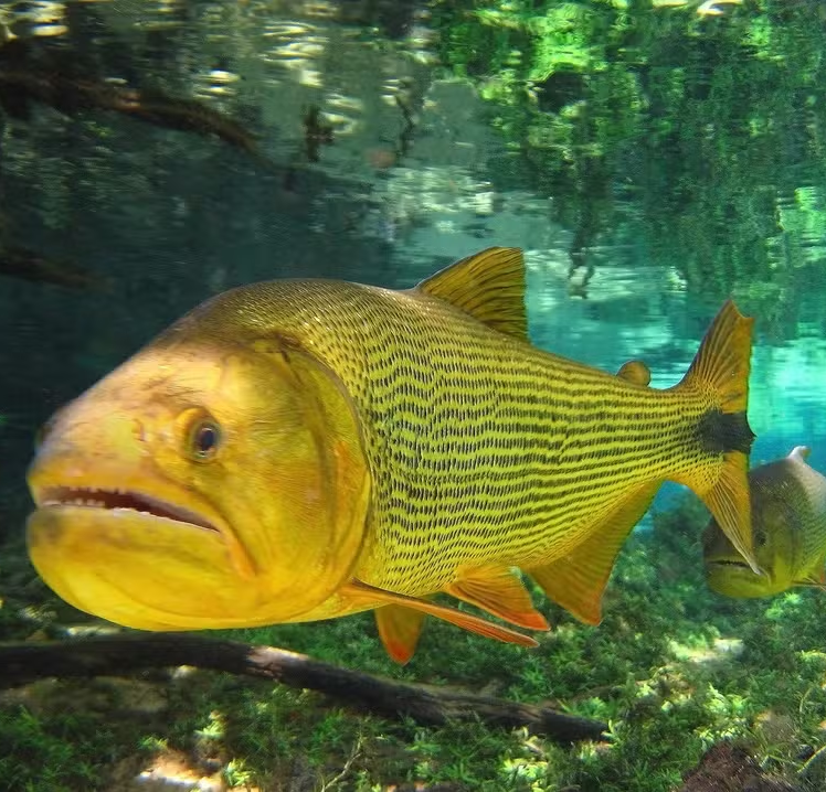 No momento, você está visualizando Pescador é multado em mais de R$ 5 mil por capturar espécie proibida em rio, VEJA DETALHES