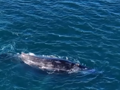Espetáculo no mar: Baleia dá show no mar cristalino e encanta banhistas no RJ, VEJA VÍDEO