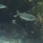 Turistas decidem mergulhar em rio no MS para ver peixes mas encontro inusitado acontece; VEJA VÍDEO