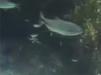 Turistas decidem mergulhar em rio no MS para ver peixes mas encontro inusitado acontece; VEJA VÍDEO