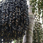 Gigante da China garante toda a safra de açaí produzida no Amapá