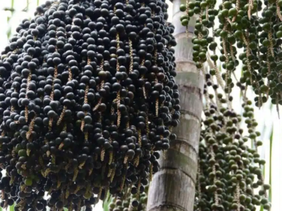 Gigante da China garante toda a safra de açaí produzida no Amapá