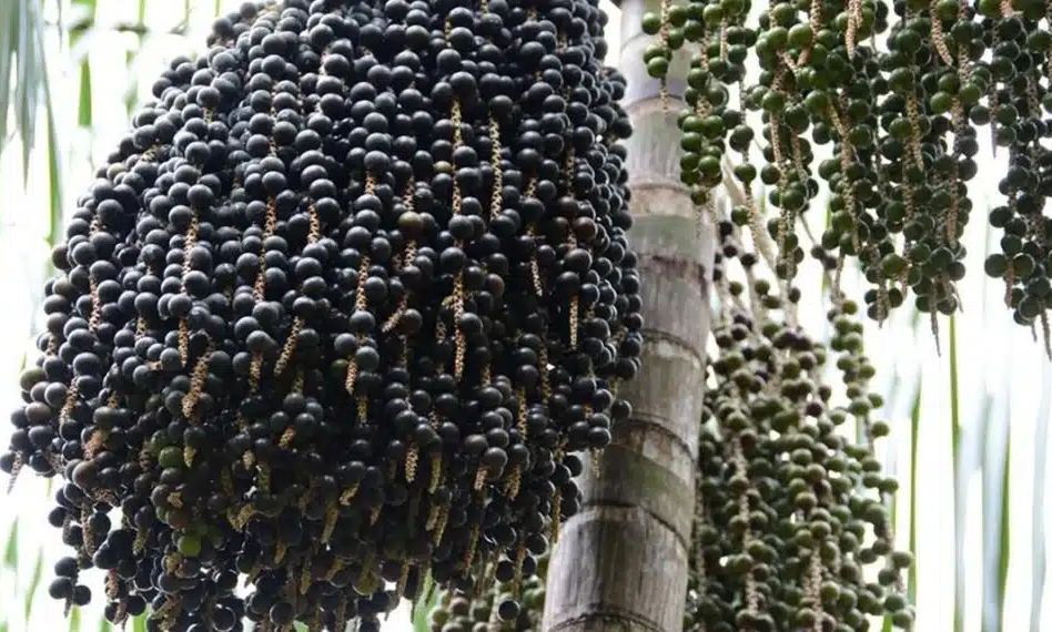 No momento, você está visualizando Gigante da China garante toda a safra de açaí produzida no Amapá