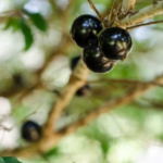 Pesquisa detalha riqueza nutricional de 19 frutos brasileiros. Estudo foi realizado pela USP e Universidade do Chile. Será que você conhece todas? Veja benefícios de todas