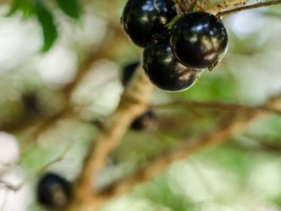 Pesquisa detalha riqueza nutricional de 19 frutos brasileiros. Estudo foi realizado pela USP e Universidade do Chile. Será que você conhece todas? Veja benefícios de todas