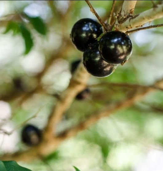 No momento, você está visualizando Pesquisa detalha riqueza nutricional de 19 frutos brasileiros. Estudo foi realizado pela USP e Universidade do Chile. Será que você conhece todas? Veja benefícios de todas