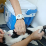 Prevenção: Marília realiza no próximo dia 15 agora mais uma etapa da vacinação antirrábica. 600 doses para caēs e gatos estarão disponíveis. Veja horários e local
