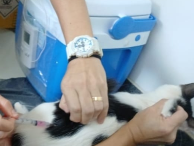 Prevenção: Marília realiza no próximo dia 15 agora mais uma etapa da vacinação antirrábica. 600 doses para caēs e gatos estarão disponíveis. Veja horários e local