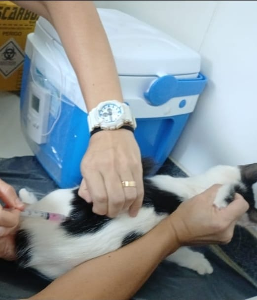 No momento, você está visualizando Prevenção: Marília realiza no próximo dia 15 agora mais uma etapa da vacinação antirrábica. 600 doses para caēs e gatos estarão disponíveis. Veja horários e local