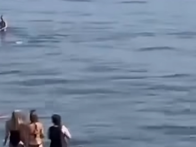 Banhista tenta fugir de “tubarão” no mar, mas o que acontece depois ninguém imaginava. VEJA VÍDEO