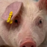 Da Unimar à pesquisa científica: egressa de Medicina Veterinária participa de estudo voltado ao futuro dos xenotransplantes. Veja avanços em biotecnologia animal. Entenda