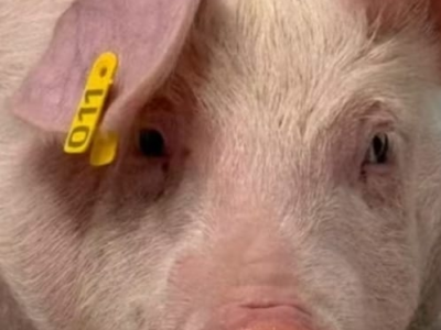 Da Unimar à pesquisa científica: egressa de Medicina Veterinária participa de estudo voltado ao futuro dos xenotransplantes. Veja avanços em biotecnologia animal. Entenda