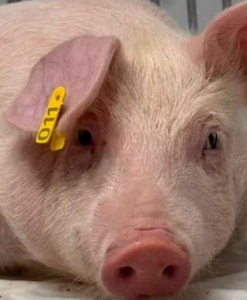 No momento, você está visualizando Da Unimar à pesquisa científica: egressa de Medicina Veterinária participa de estudo voltado ao futuro dos xenotransplantes. Veja avanços em biotecnologia animal. Entenda