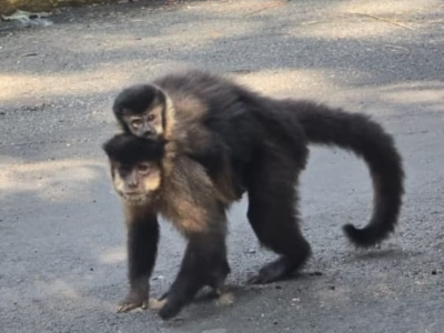 Meio Ambiente: proibição de alimentar animais silvestres no Bosque Municipal alerta para riscos à saúde da fauna e também segurança dos visitantes. Entenda