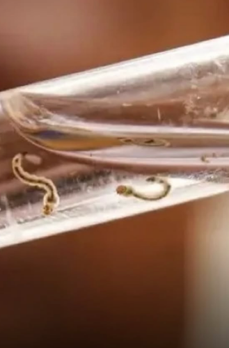 No momento, você está visualizando ALERTA: SP confirma dois primeiros casos de Febre do Nilo Ocidental; CONHEÇA SINTOMAS
