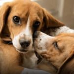 Nascem os primeiros cães considerados hipoalergênicos do mundo