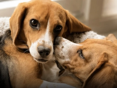 Nascem os primeiros cães considerados hipoalergênicos do mundo