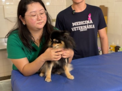 Medicina Veterinária da Unimar promove campanhas de prevenção e conscientização sobre a saúde de cães e gatos. Reforço à importância da extensão universitária na formação profissional